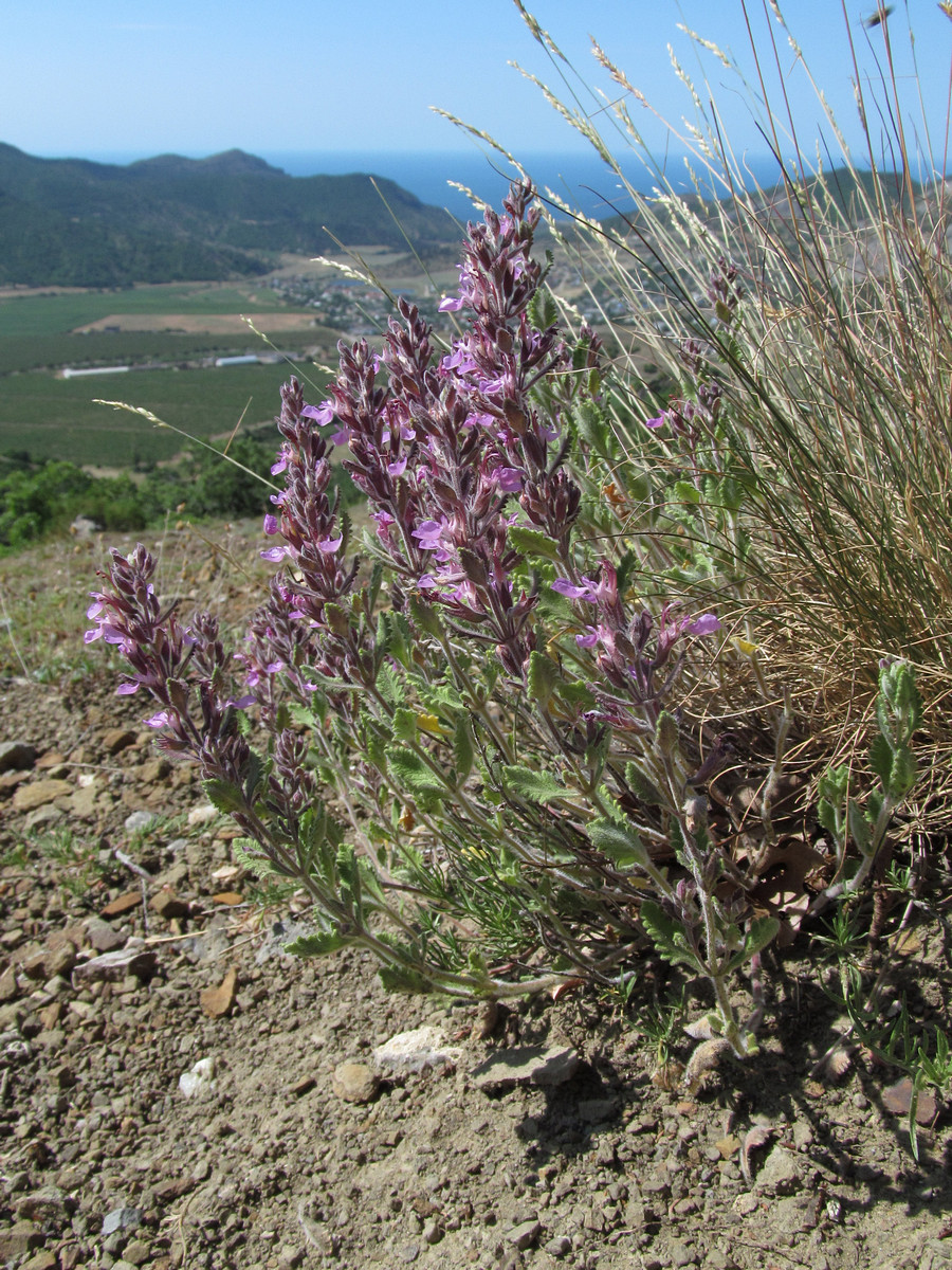 Изображение особи Teucrium krymense.