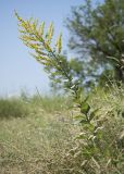 Verbascum lychnitis