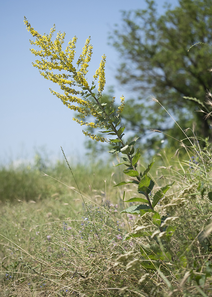 Изображение особи Verbascum lychnitis.