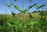 Dipsacus strigosus