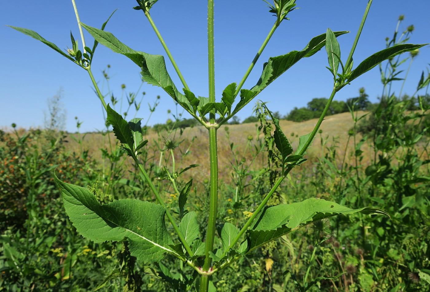 Image of Dipsacus strigosus specimen.