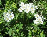 Anemonastrum crinitum. Цветущее растение на субальпийском лугу (среди манжеток). Республика Алтай, Онгудайский р-н, Семинский перевал, 1700 м н.у.м. 05.07.2010.