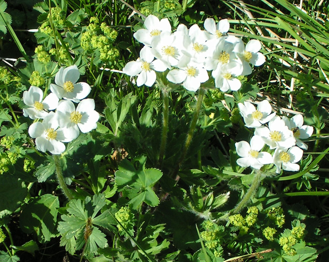 Изображение особи Anemonastrum crinitum.