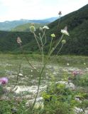 Scabiosa bipinnata. Верхушка цветущего и плодоносящего растения. Краснодарский край, окр. г. Новороссийск, хр. Маркотх, пер. Андреевский, каменистый склон. 07.08.2019.