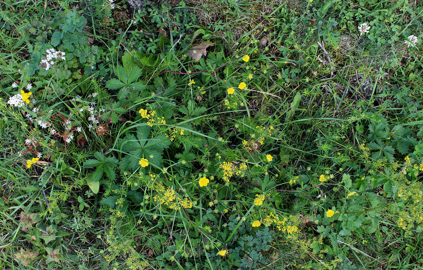 Изображение особи род Potentilla.