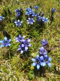 Gentiana septemfida