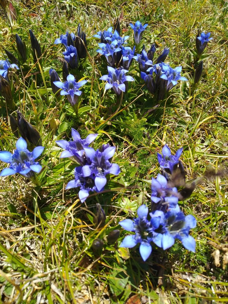 Изображение особи Gentiana septemfida.