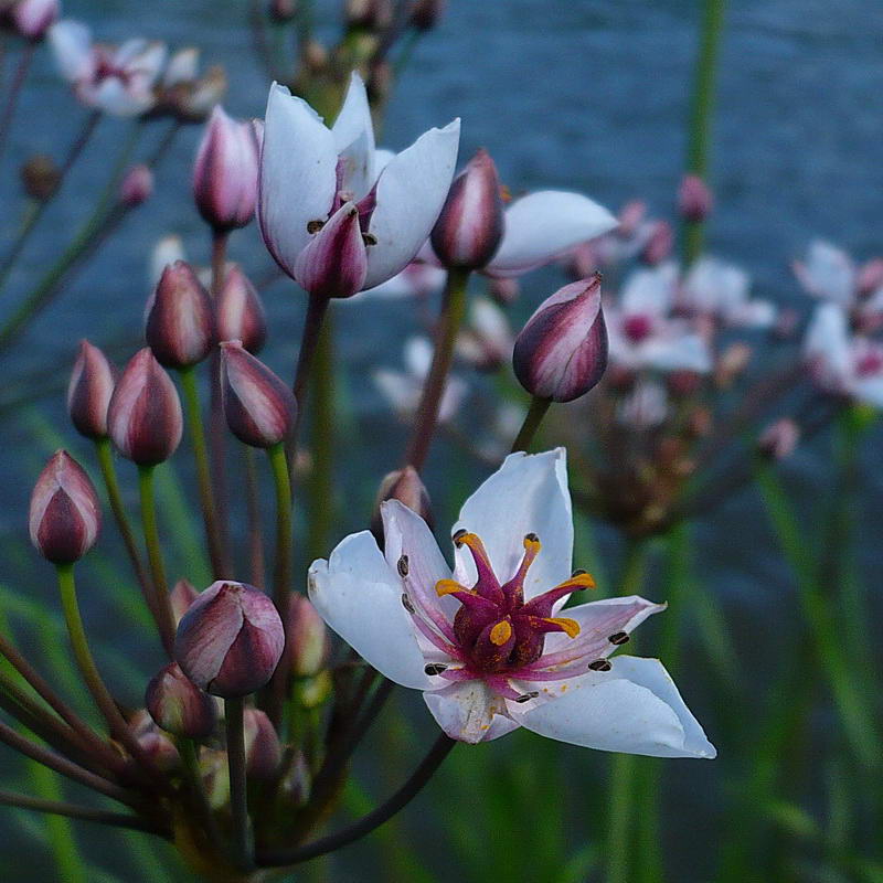 Изображение особи Butomus umbellatus.