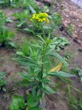 Erysimum cheiranthoides