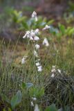 Eriophorum gracile