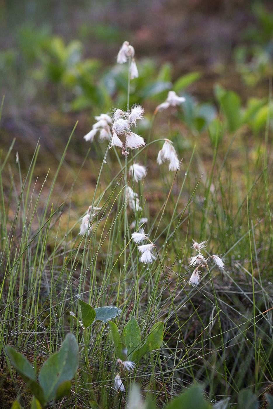 Изображение особи Eriophorum gracile.