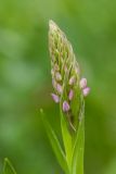 Gymnadenia conopsea. Соцветие в бутонах. Краснодарский край, Мостовский р-н, окр. пос. Узловой, ю.-з. отрог горы Асбестная, субальпийский луг. 15.06.2019.