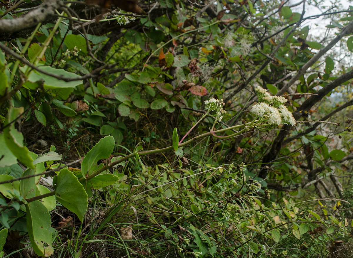 Image of Hylotelephium caucasicum specimen.