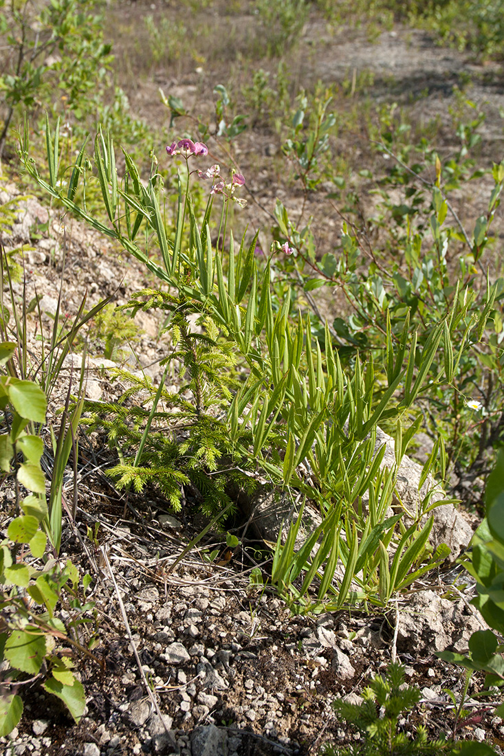 Изображение особи Lathyrus sylvestris.