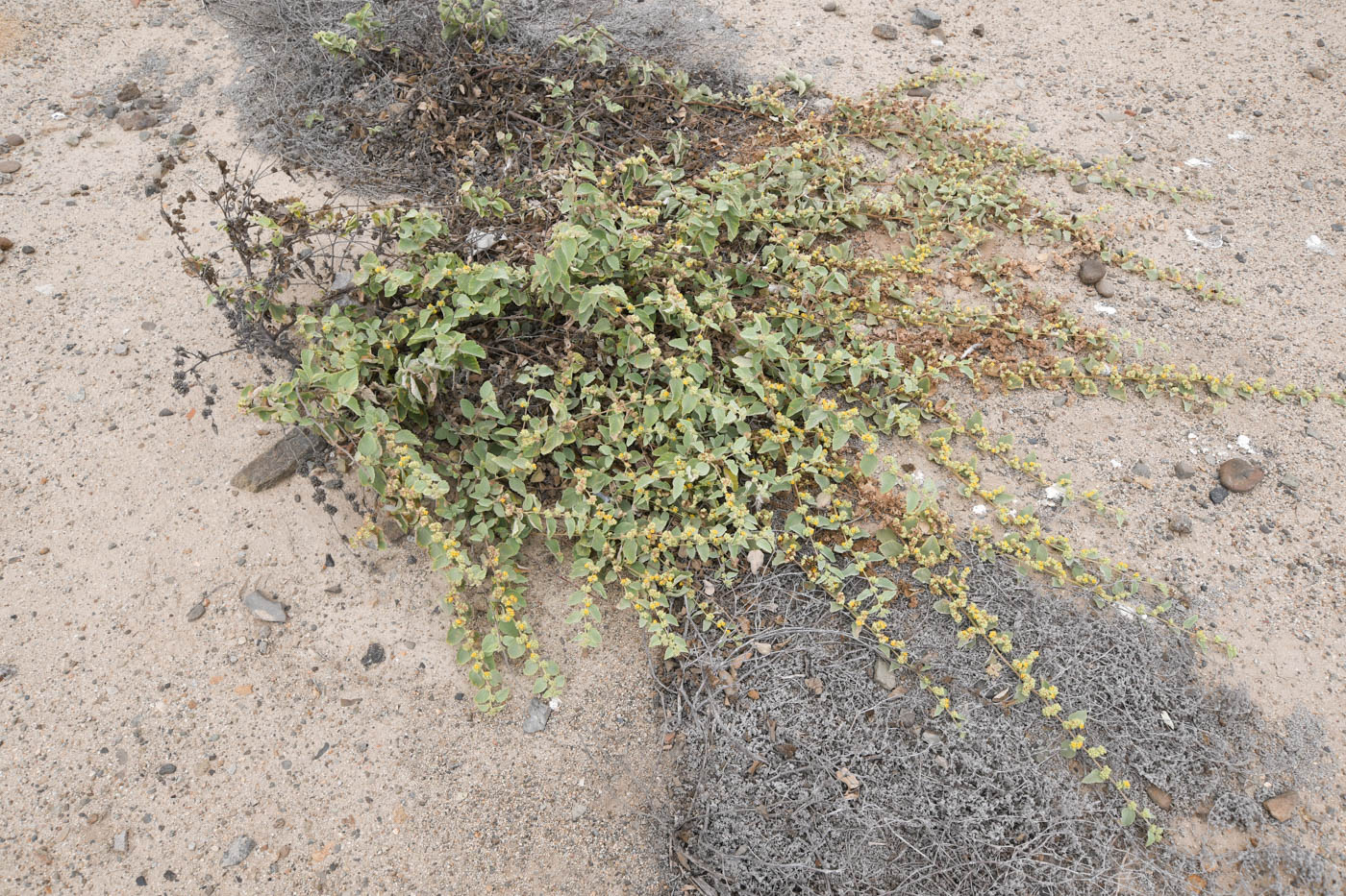 Изображение особи Waltheria indica.