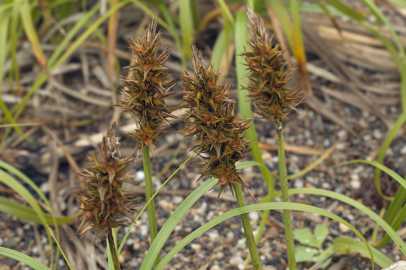 Изображение особи Carex macrocephala.