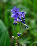 Polemonium caeruleum. Соцветие. Алтай, Шебалинский р-н, окр. с. Шебалино, луг. 10.06.2019.