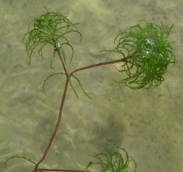 Image of Caulinia minor specimen.