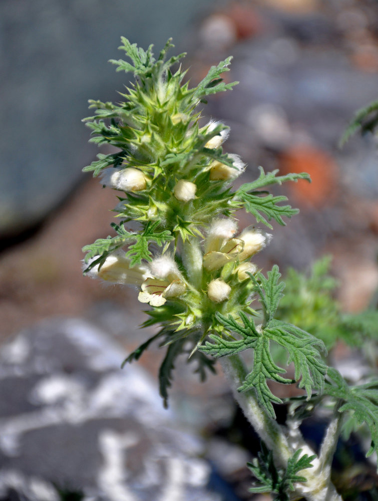 Image of Panzerina canescens specimen.