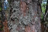 familia Parmeliaceae. Талломы на стволе сосны. Алтай, Майминский р-н, гора Малая Синюха, ≈ 1200 м н.у.м., смешанный лес. 09.06.2019.
