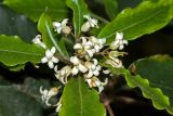 Pittosporum undulatum