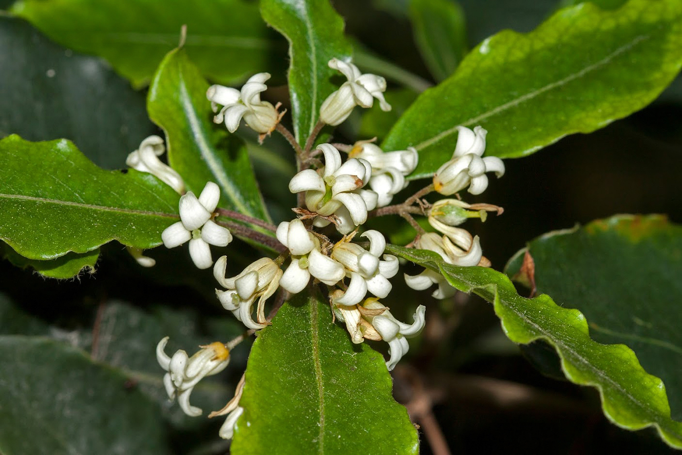 Изображение особи Pittosporum undulatum.