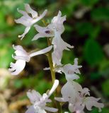 Orchis mascula