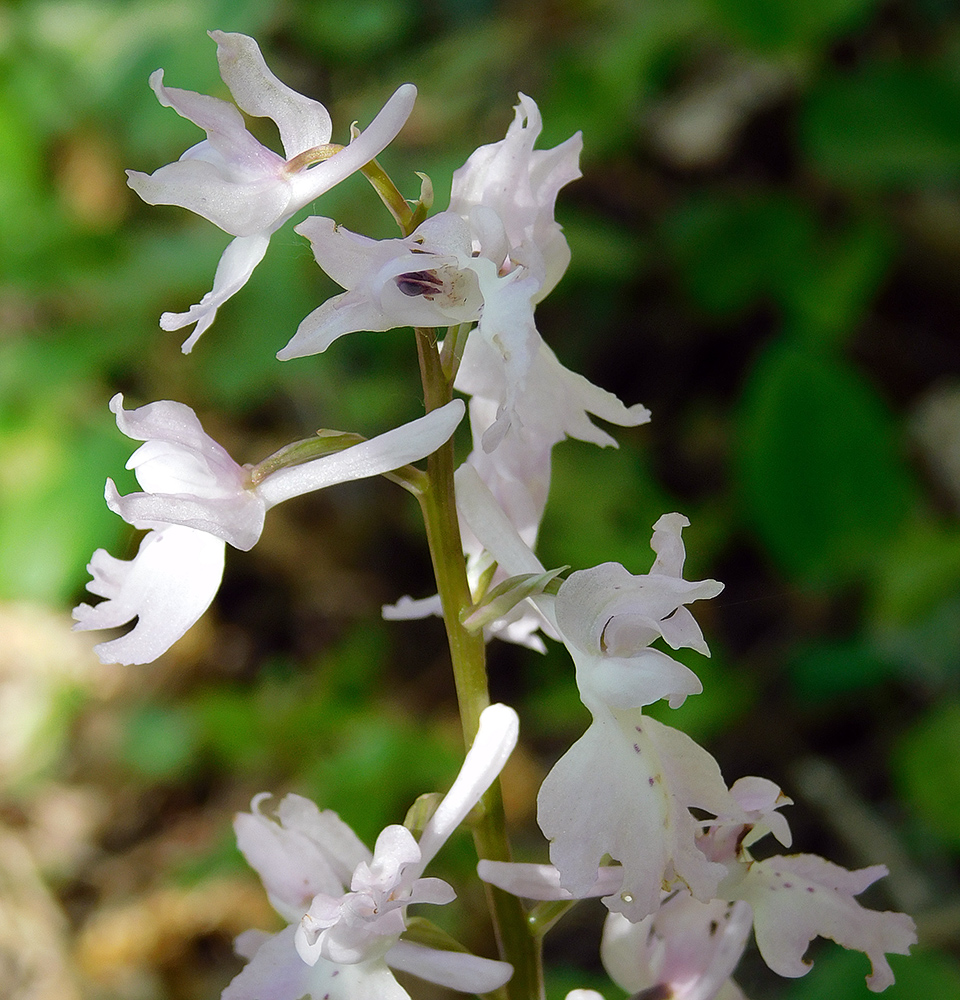 Изображение особи Orchis mascula.