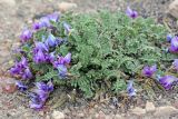 Oxytropis atbaschi