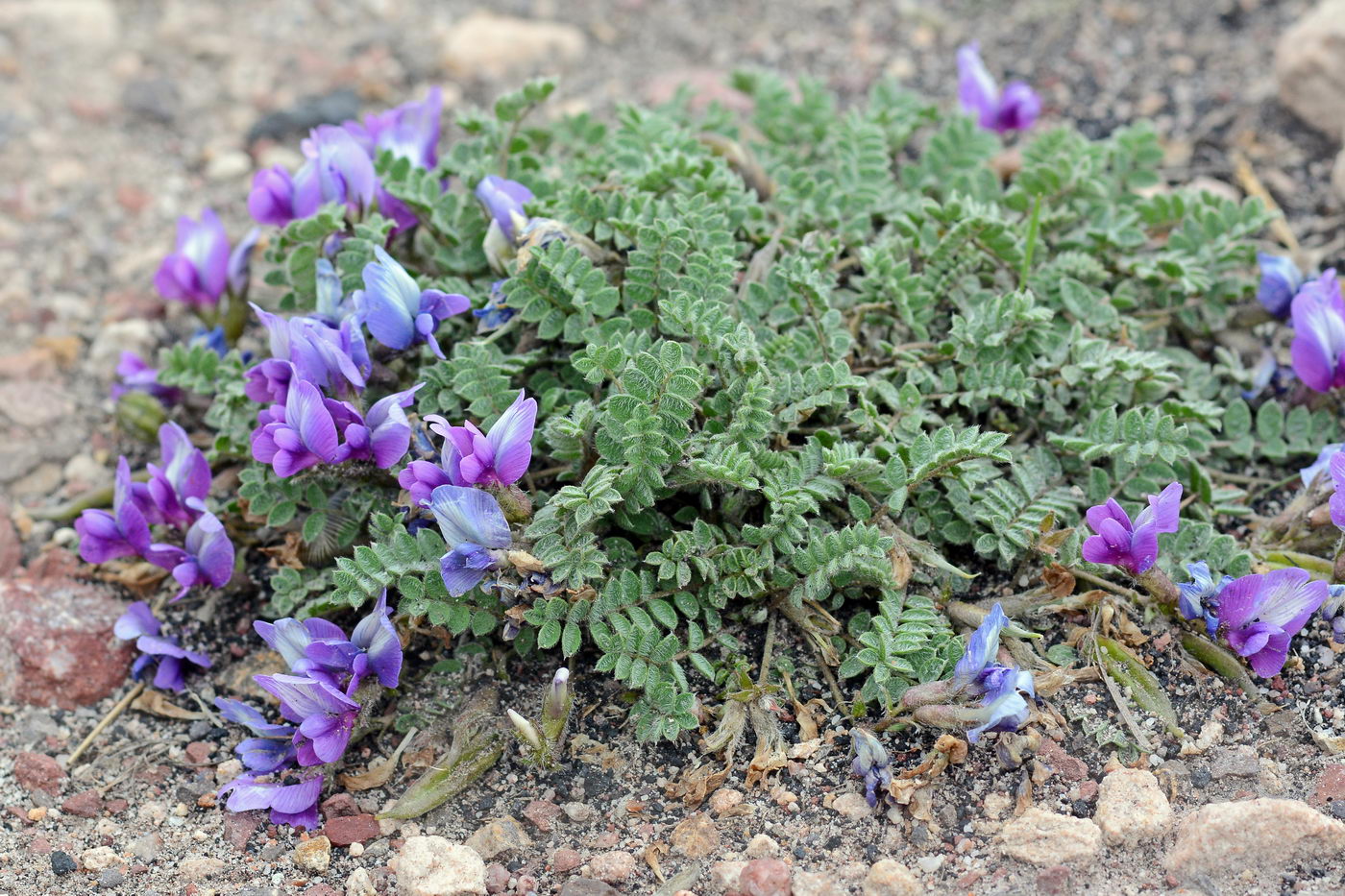 Изображение особи Oxytropis atbaschi.