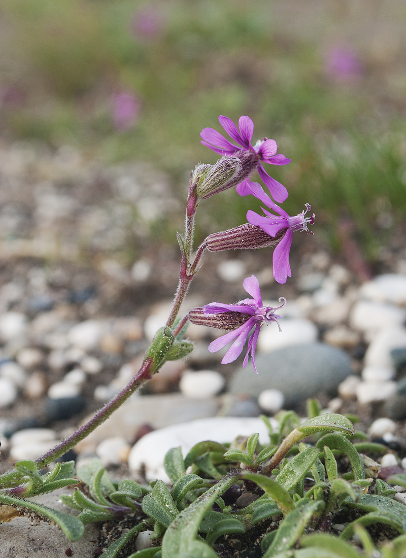 Изображение особи Silene discolor.