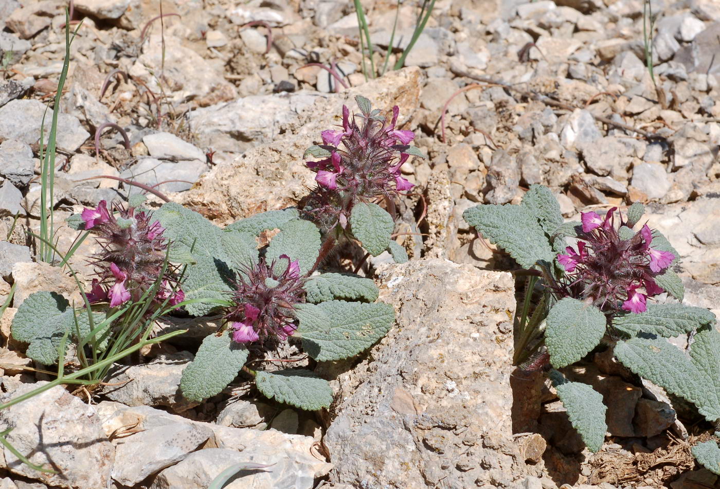 Изображение особи Phlomoides sewerzovii.