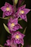 Epipactis atrorubens. Цветки. Ленинградская обл., Гатчинский р-н, окр. пос. Пудость, закустаренный разнотравный луг на известняке. 28.06.2015.