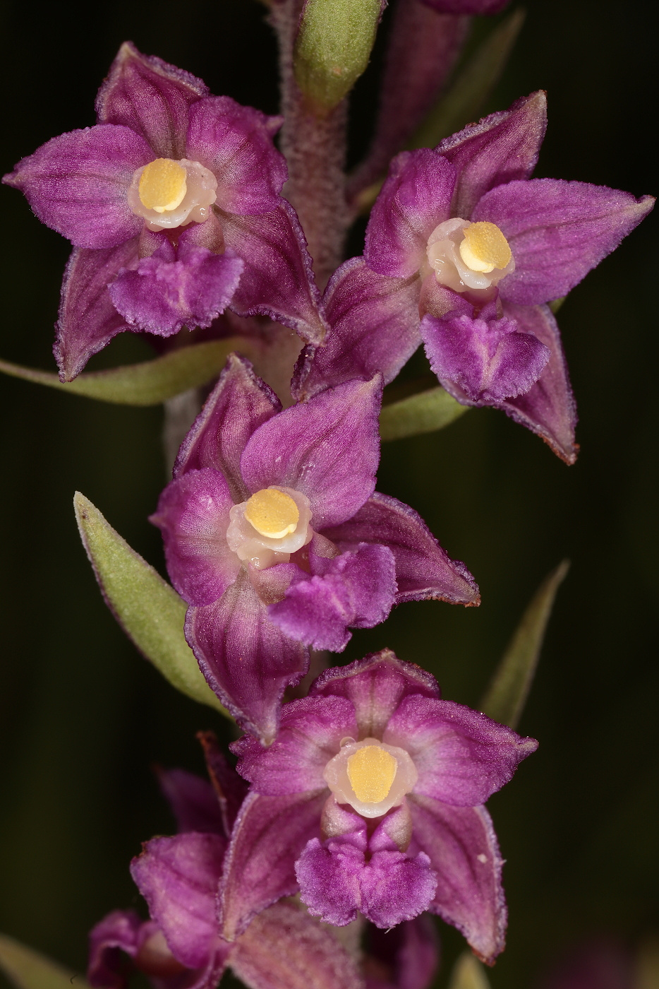 Image of Epipactis atrorubens specimen.