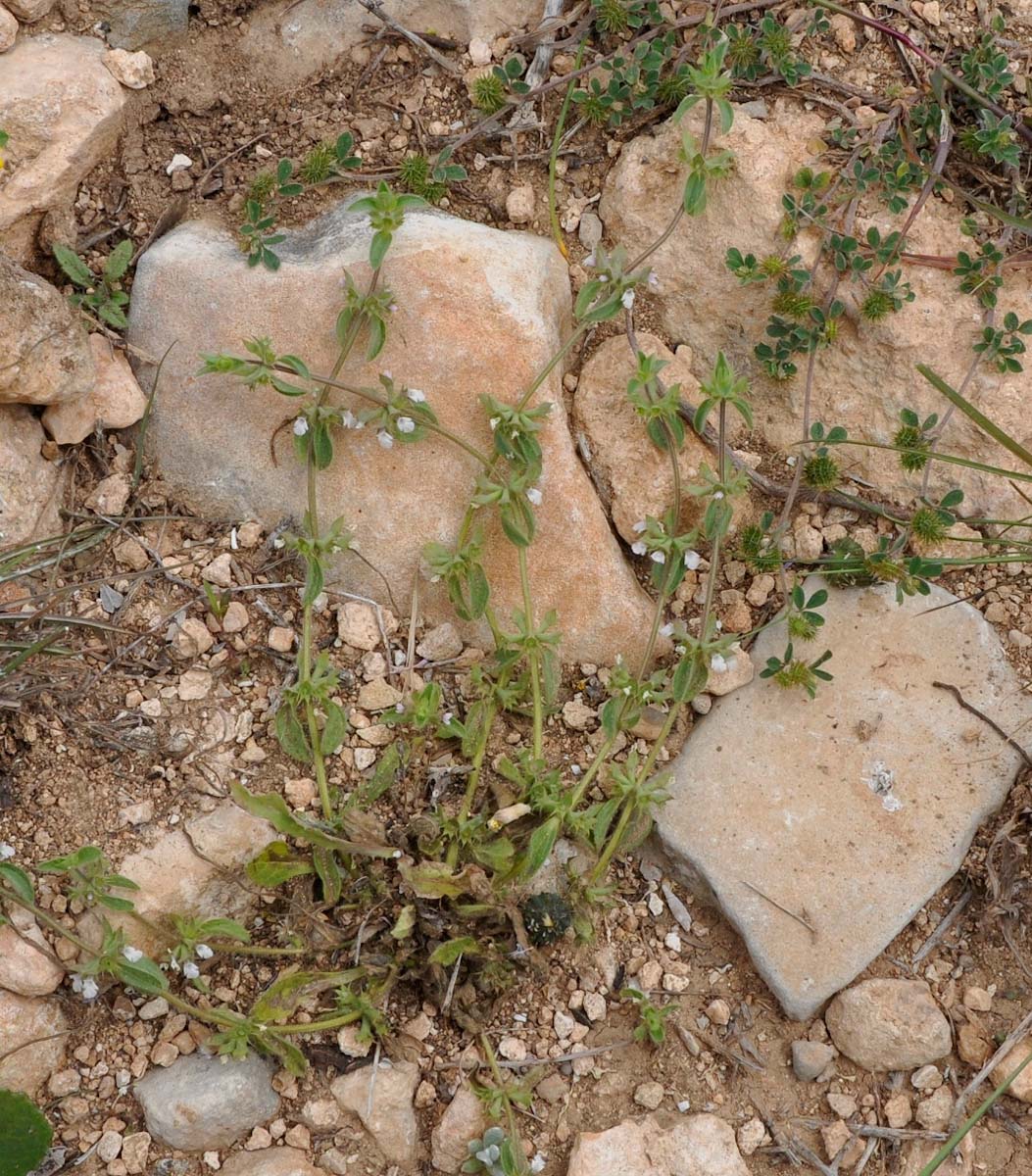 Image of Sideritis romana ssp. curvidens specimen.