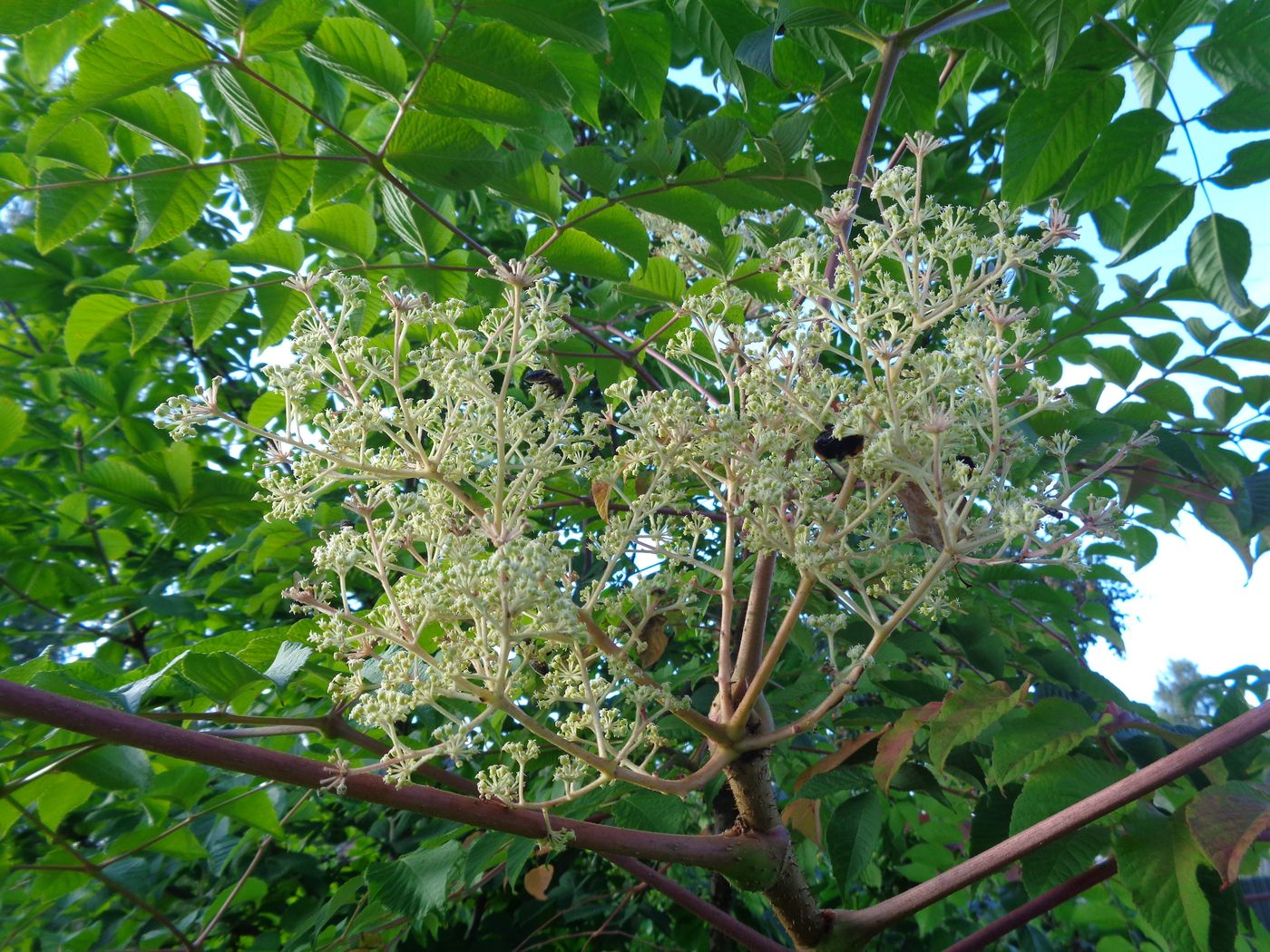 Image of Aralia elata specimen.