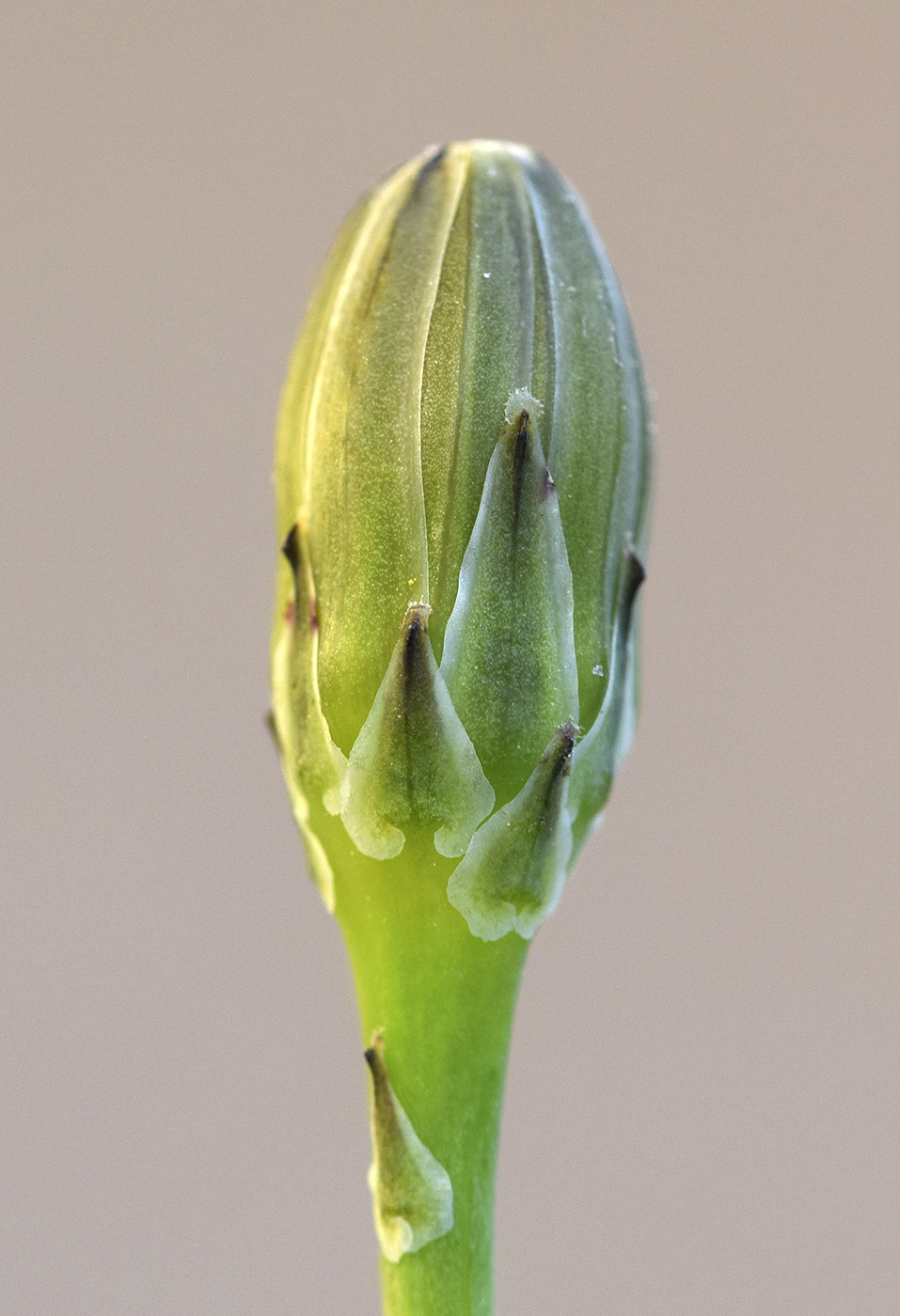 Изображение особи Reichardia picroides.