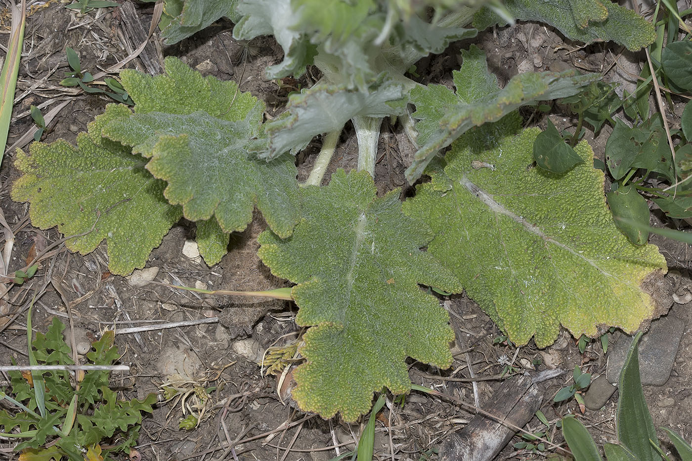 Изображение особи Salvia aethiopis.