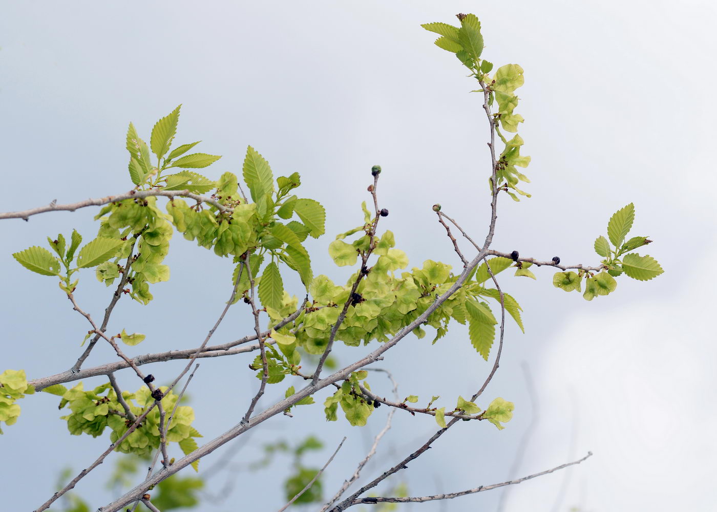 Изображение особи Ulmus pumila.