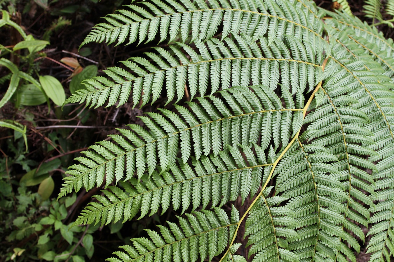 Image of Sphaeropteris glauca specimen.