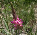 Onobrychis miniata