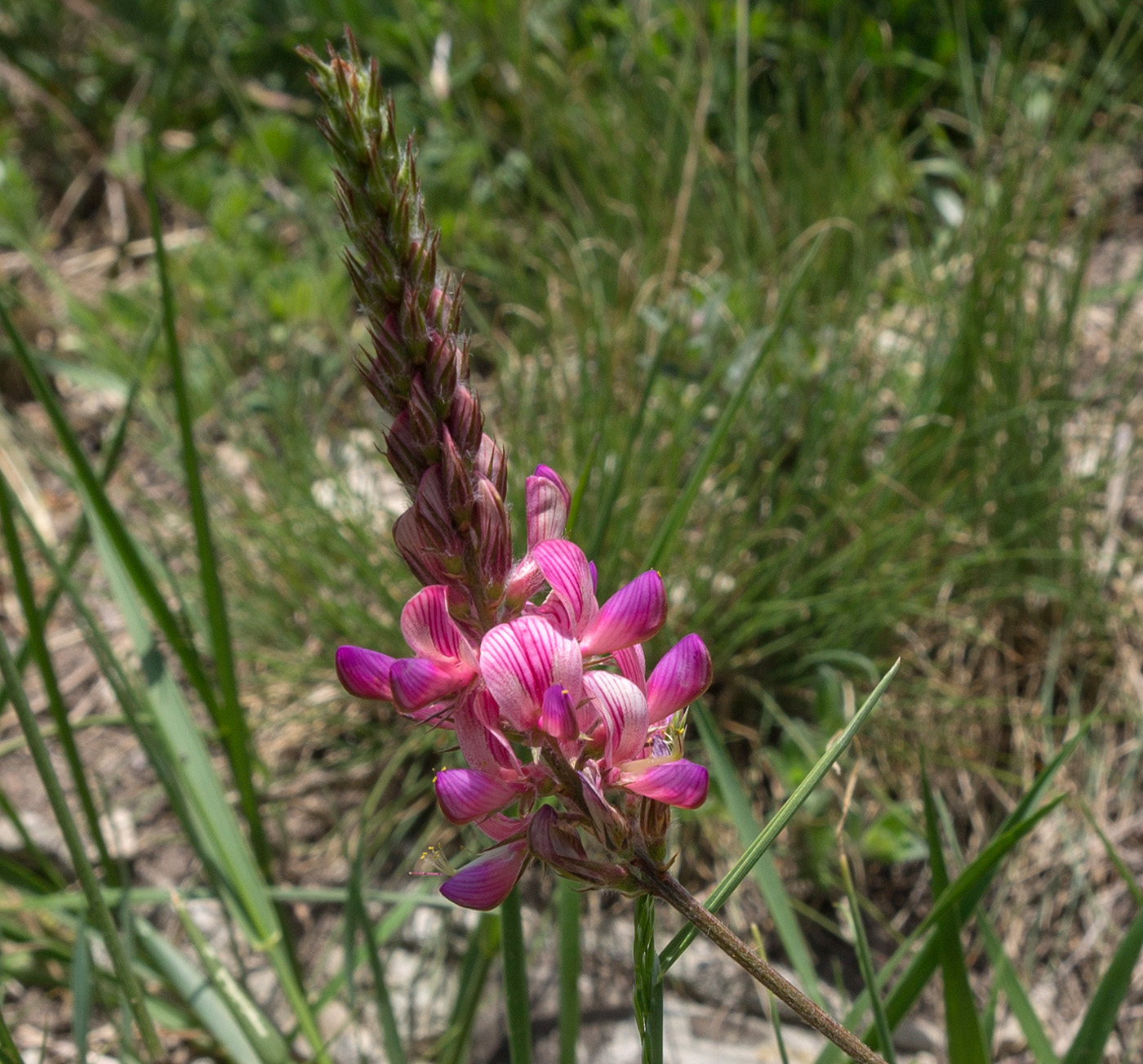 Image of Onobrychis miniata specimen.