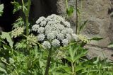 genus Heracleum. Верхушка цветущего растения. Приморский край, Шкотовский р-н, окр. пос. Подъяпольск, каменистый берег моря. 12.06.2020.