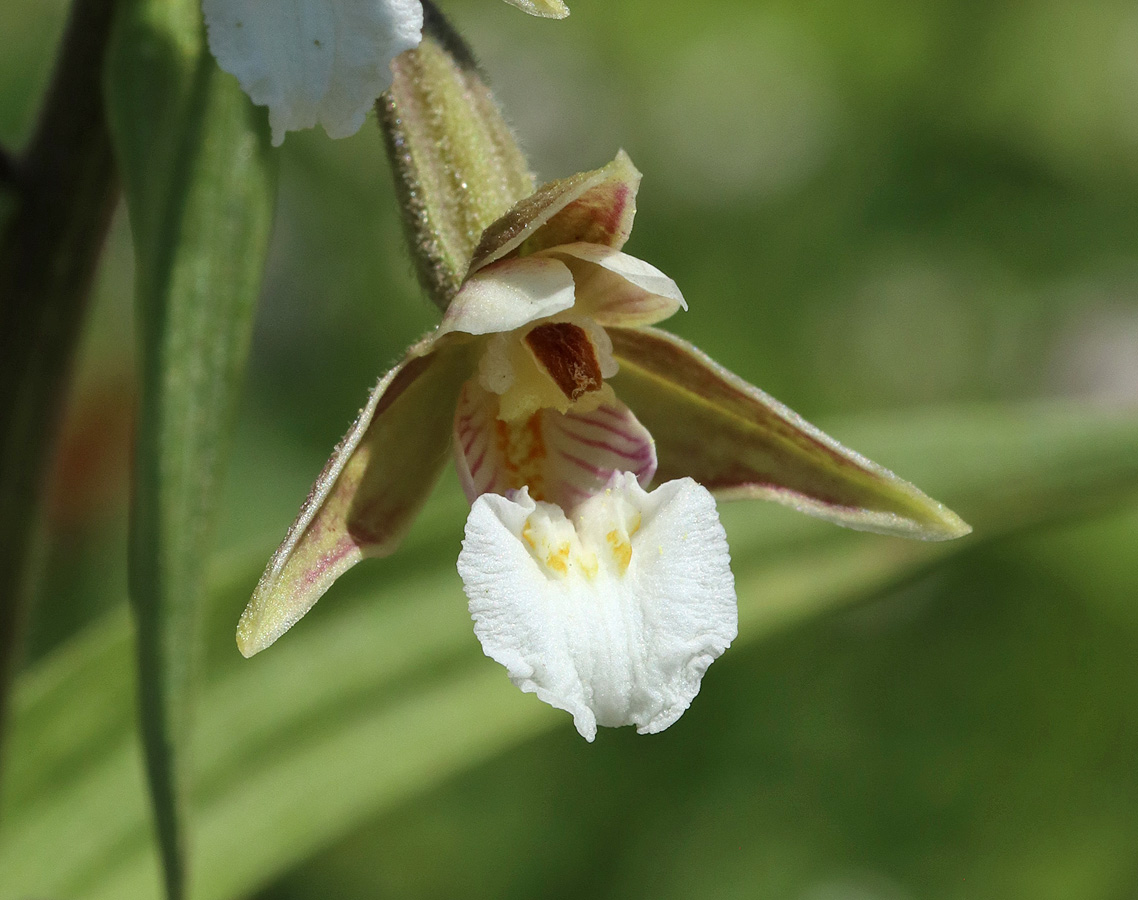 Изображение особи Epipactis palustris.