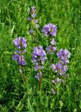 Campanula glomerata. Верхушки побегов с соцветиями. Воронежская обл., Лискинский р-н, музей-заповедник \"Дивногорье\", разнотравная степь. 02.06.2019.