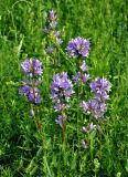 Campanula glomerata