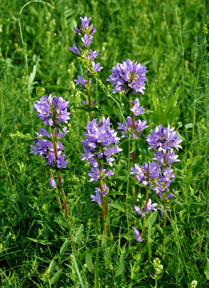 Image of Campanula glomerata specimen.