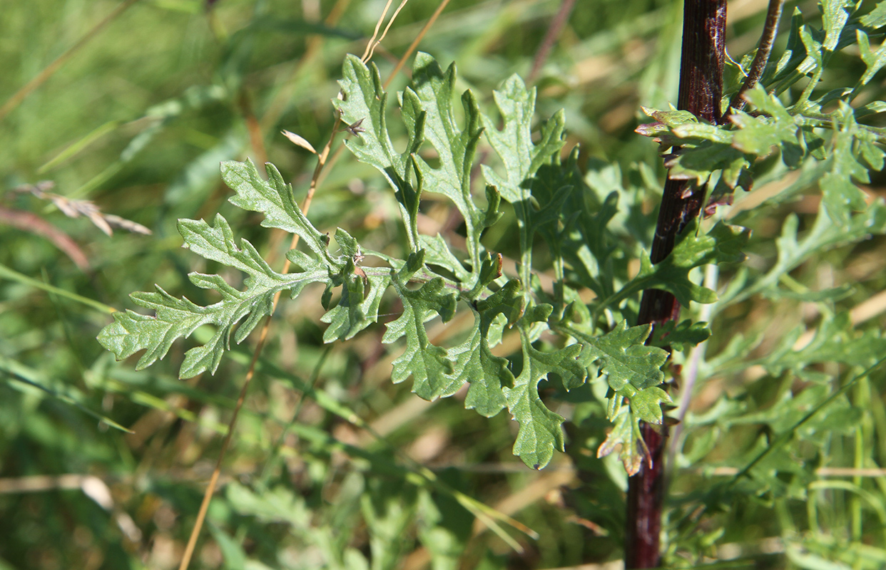 Изображение особи Senecio jacobaea.