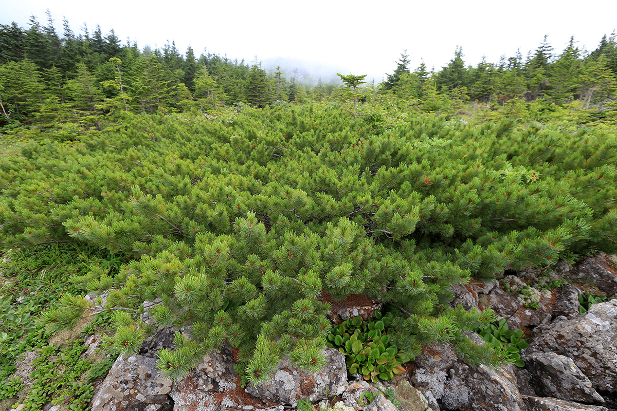 Image of Pinus pumila specimen.