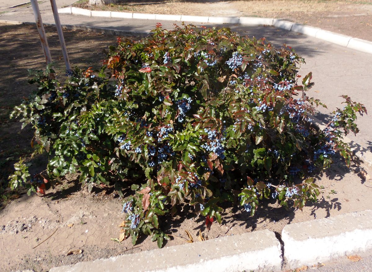 Image of Mahonia aquifolium specimen.